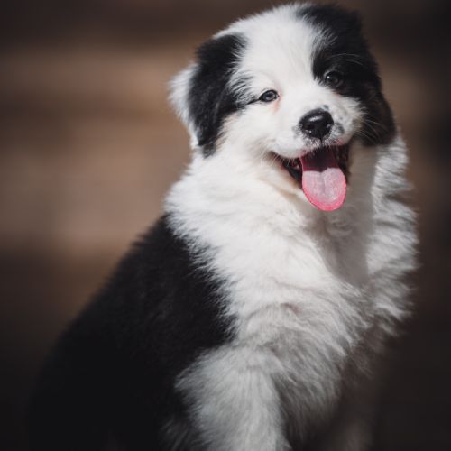 Chiots bergers australien lof et testes #7