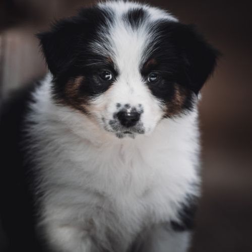 Chiots bergers australien lof et testes #9