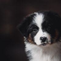 Chiots bergers australien lof et testes #2