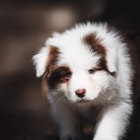 Chiots bergers australien lof et testes #4