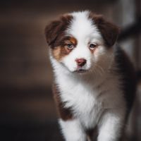 Chiots bergers australien lof et testes #5