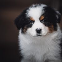 Chiots bergers australien lof et testes #6