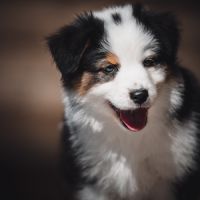 Chiots bergers australien lof et testes #8