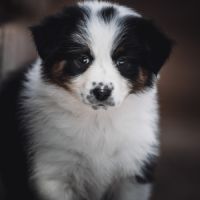 Chiots bergers australien lof et testes #9