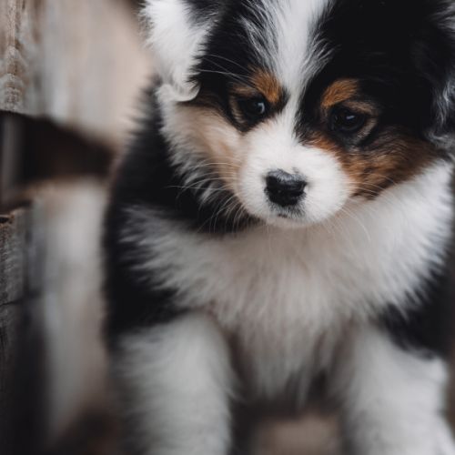 Chiots bergers australiens lof et testes #1