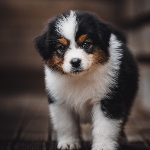 Chiots bergers australiens lof et testes #2