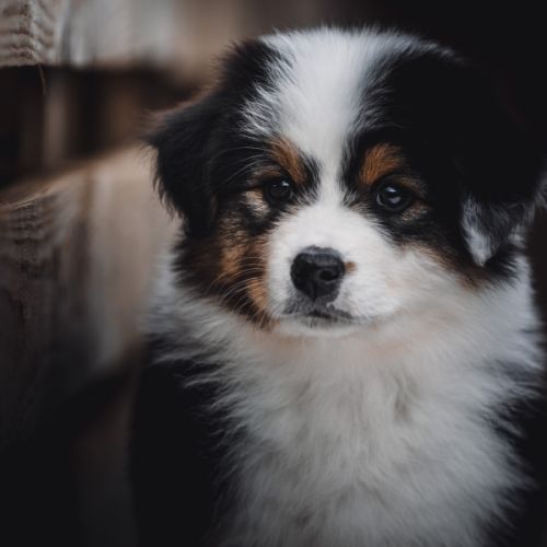 Chiots bergers australiens lof et testes #0