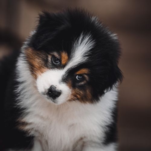 Chiots bergers australiens lof et testes #4