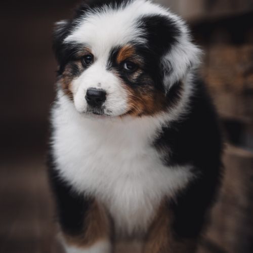 Chiots bergers australiens lof et testes #5