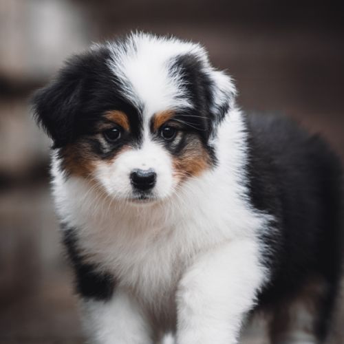 Chiots bergers australiens lof et testes #6