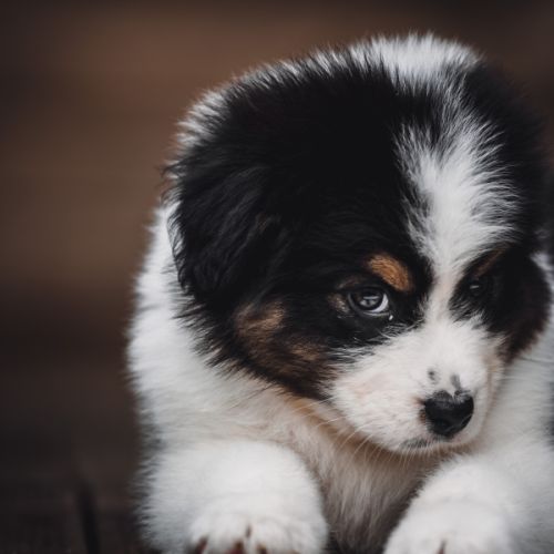 Chiots bergers australiens lof et testes #7