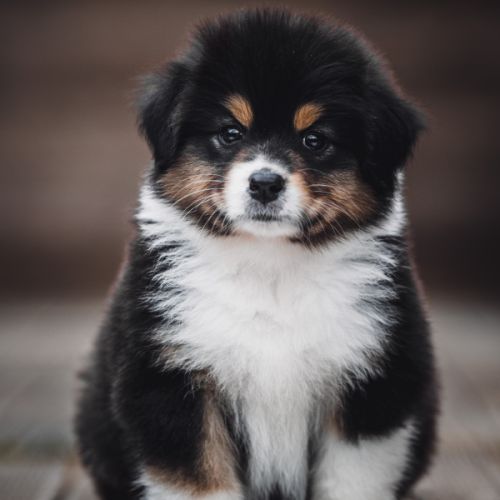 Chiots bergers australiens lof et testes #8