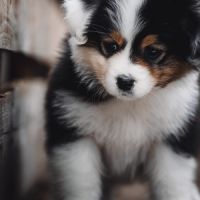 Chiots bergers australiens lof et testes #1