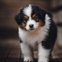 Chiots bergers australiens lof et testes #2