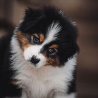 Chiots bergers australiens lof et testes #4