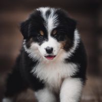 Chiots bergers australiens lof et testes #9