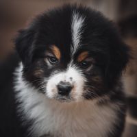 Chiots bergers australiens lof et testes #10