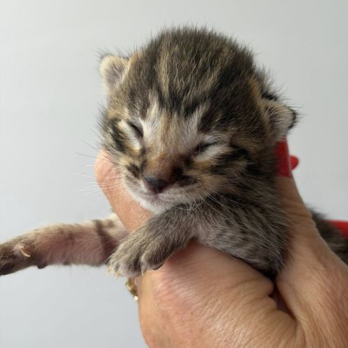 Chatons savannah& très beaux spots& tests santé #1