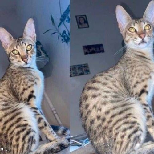 Chatons savannah& très beaux spots& tests santé #2