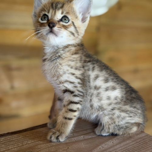 Chatons savannah& très beaux spots& tests santé