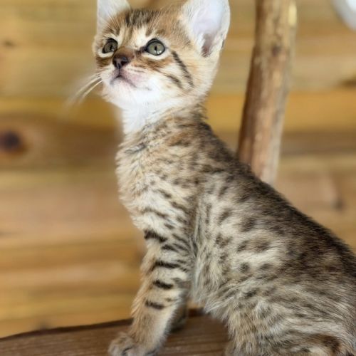 Chatons savannah& très beaux spots& tests santé #2