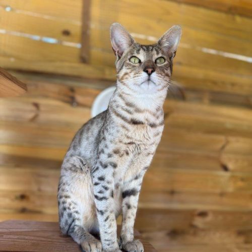 Chatons savannah& très beaux spots& tests santé #0