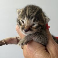 Chatons savannah& très beaux spots& tests santé #1