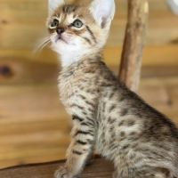Chatons savannah& très beaux spots& tests santé #2