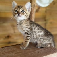 Chatons savannah& très beaux spots& tests santé #3