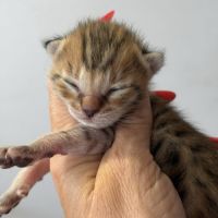 Chatons savannah& très beaux spots& tests santé #3