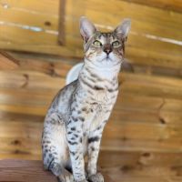Chatons savannah& très beaux spots& tests santé