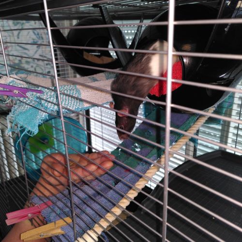 À donner 3 rates, 1.5 an, avec cage et nourriture #1