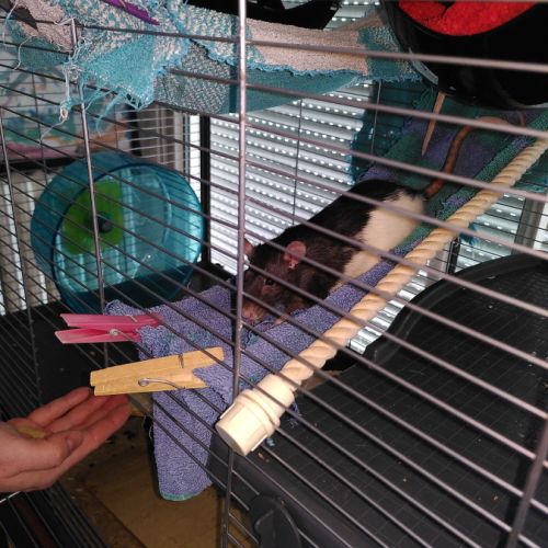 À donner 3 rates, 1.5 an, avec cage et nourriture #2