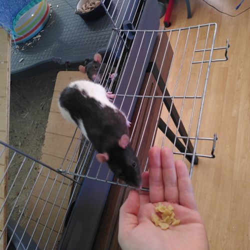 À donner 3 rates, 1.5 an, avec cage et nourriture #3