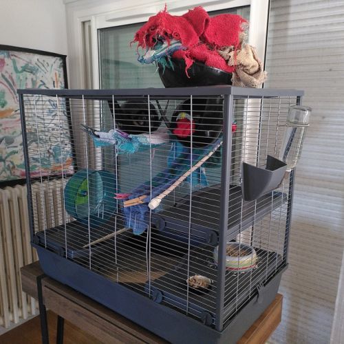 À donner 3 rates, 1.5 an, avec cage et nourriture