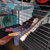 À donner 3 rates, 1.5 an, avec cage et nourriture #2