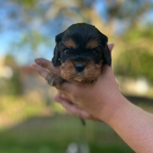 Cavalier king charles disponibles