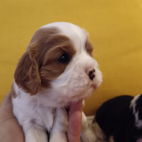 Cavalier king charles disponibles #6