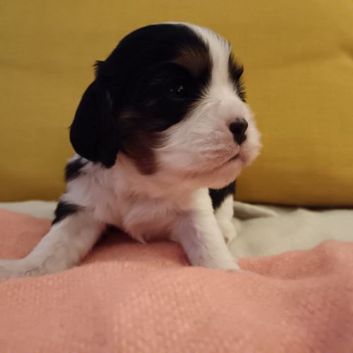 Cavalier king charles disponibles #8