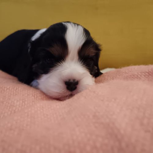 Cavalier king charles disponibles #9