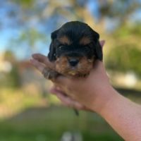 Cavalier king charles disponibles #0