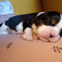 Cavalier king charles disponibles #3