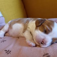 Cavalier king charles disponibles #4