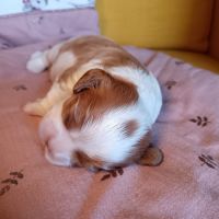 Cavalier king charles disponibles #5