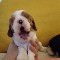 Cavalier king charles disponibles #7