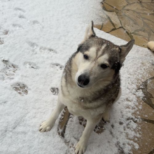 Chien husky de sibérie à adopter