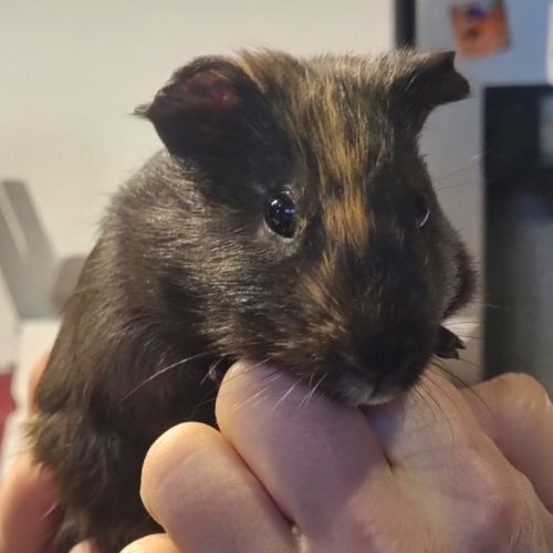 Cochon d'inde mâle 2 mois