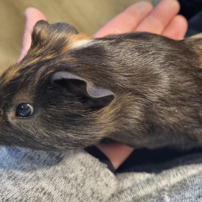 Cochon d'inde mâle 2 mois #4