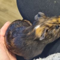 Cochon d'inde mâle 2 mois #1