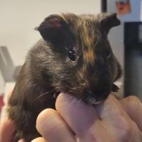 Cochon d'inde mâle 2 mois #0